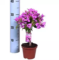 Бугенвиллея - Bougainvillea  D12 H30
