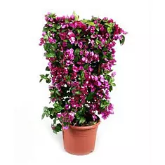 Бугенвиллея - Bougainvillea D30 H75