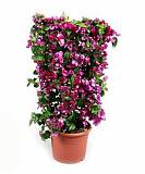 Бугенвиллея - Bougainvillea D30 H75