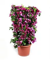 Бугенвиллея - Bougainvillea D30 H75