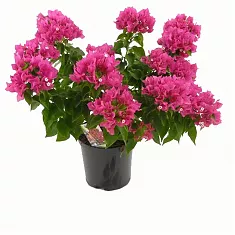 Бугенвиллея - Bougainvillea  D15 H40
