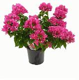 Бугенвиллея - Bougainvillea  D15 H40