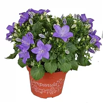 Кампанула Изофола Наполи - Campanula isoph Napoli D10 H17