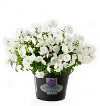 Кампанула белая махровая - Campanula D10 H17