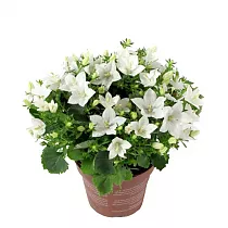 Кампанула Изофола Белая - Campanula isoph Atlanta White D10 H17