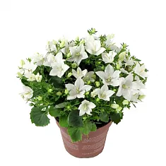 Кампанула Изофола Белая - Campanula isoph Atlanta White D10 H17