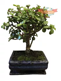 Бонсай Красула (денежное дерево) D20 H30