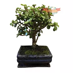 Бонсай Красула - Bonsai Crassula D20 H30