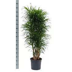 Драцена отогнутая Анита - Dracaena reflexa Anita D30 H150