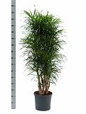 Драцена отогнутая Анита - Dracaena reflexa Anita D30 H150