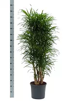 Драцена отогнутая Анита - Dracaena reflexa Anita D30 H150
