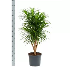 Драцена отогнутая Анита - Dracaena reflexa Anita D25 H120