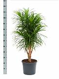Драцена отогнутая Анита - Dracaena reflexa Anita D25 H120