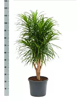 Драцена отогнутая Анита - Dracaena reflexa Anita D25 H120