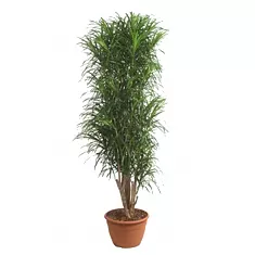 Драцена отогнутая Анита - Dracaena reflexa Anita D30 H180