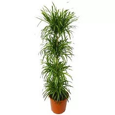 Драцена отогнутая Анита 4 ствола - Dracaena reflexa Anita D32 H220