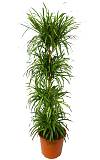 Драцена отогнутая Анита 4 ствола - Dracaena reflexa Anita D32 H220