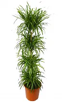 Драцена отогнутая Анита 4 ствола - Dracaena reflexa Anita D32 H220