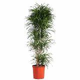 Драцена отогнутая Анита - Dracaena reflexa Anita D32 H200