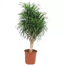 Драцена отогнутая Анита - Dracaena reflexa Anita D18 H70