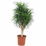 Драцена отогнутая Анита - Dracaena reflexa Anita D18 H70