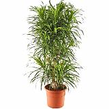 Драцена отогнутая Анита - Dracaena reflexa Anita D25 H100