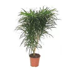 Драцена отогнутая Анита - Dracaena reflexa Anita D18 H90