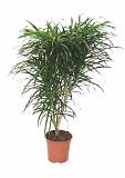 Драцена отогнутая Анита - Dracaena reflexa Anita D18 H90
