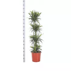 Драцена отогнутая Анита 4 ствола - Dracaena reflexa Anita  D28 H140