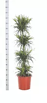 Драцена отогнутая Анита 4 ствола - Dracaena reflexa Anita  D28 H140