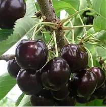Черешня Ленинградская Черная - Prunus avium Leningradskaya Chernaya 3-5 ltr, 100-180 см