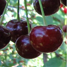 Черевишня Спартанка - Prunus cerasus x avium Spartanka 3-5 ltr, 100-180 см