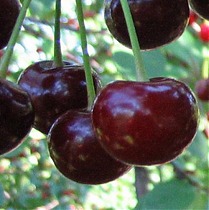 Черевишня Спартанка - Prunus cerasus x avium Spartanka 3-5 ltr, 100-180 см