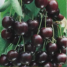 Черешня Шоколадница - Prunus avium Chocoladnitsa 3-5 ltr, 100-180 с