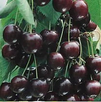Черешня Шоколадница - Prunus avium Chocoladnitsa 3-5 ltr, 100-180 с