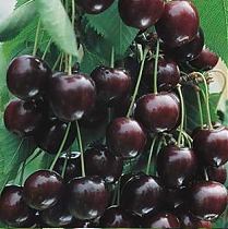 Черешня Шоколадница - Prunus avium Chocoladnitsa 3-5 ltr, 100-180 с