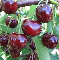 Черевишня Шоколадница - Prunus cerasus x avium Chocoladnitsa 3-5 ltr, 100-180 см