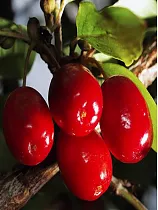 Кизил Светлячок - Cornus mas Svetlyachok  1,5-2 ltr H 60-80