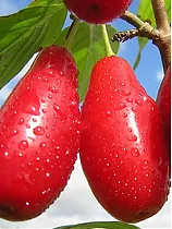 Кизил Лукьяновский - Cornus mas Lukjanovsky 1,5-2 ltr H 60-80