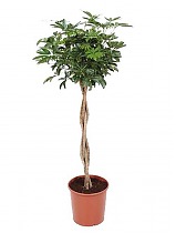 Шеффлера Компакта - Schefflera Compacta On Stem (fachjan) D34 H170