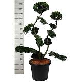 Бонсай Падуб, Дуб каменный, илекс - Bonsai Quercus ilex D40 H140