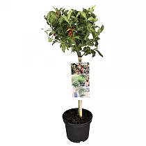 Падуб Мезерва Блю Мэид - Ilex meserv. 'Blue Maid' D17 H55