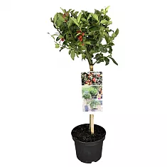Падуб Мезерва Блю Мэид - Ilex meserv. 'Blue Maid' D17 H55