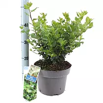 Падуб Мезерва - Ilex meserv. D23 H30