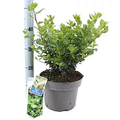 Падуб Мезерва - Ilex meserv. D23 H30
