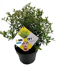 Османтус гибридный Бурквуда - Osmanthus burkwoodii D23 H30