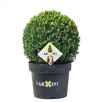 Падуб городчатый - Ilex crenata 'Dark Green' D29 H35