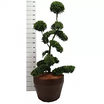 Бонсай Падуб, Дуб каменный, илекс - Bonsai Quercus ilex D55 H200