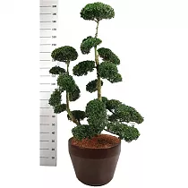 Бонсай Падуб, Дуб каменный, илекс - Bonsai Quercus ilex D55 H200