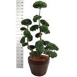 Бонсай Падуб, Дуб каменный, илекс - Bonsai Quercus ilex D55 H200